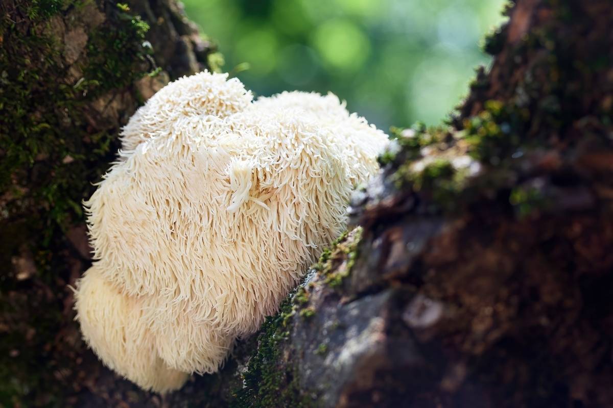 What Does Lion’s Mane Do? Effects, Research, and What to Look For